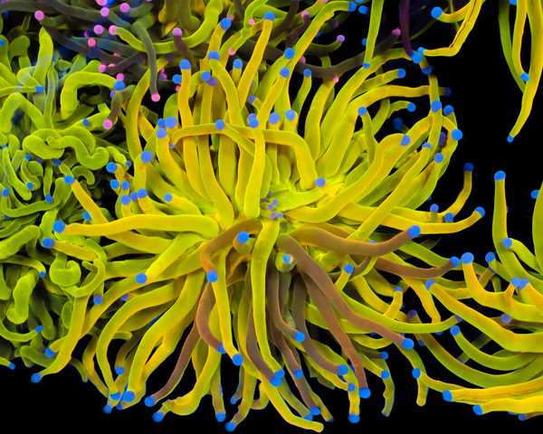 ULTRA GRAFTED HOLY GRAIL TORCH