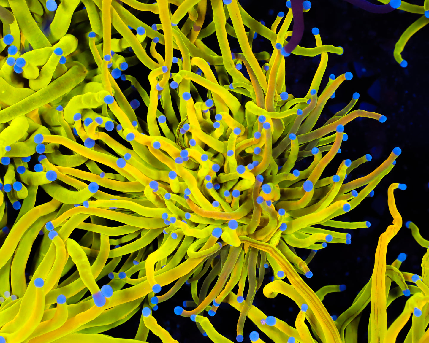 ULTRA GRAFTED HOLY GRAIL TORCH