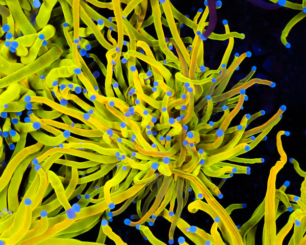 ULTRA GRAFTED HOLY GRAIL TORCH