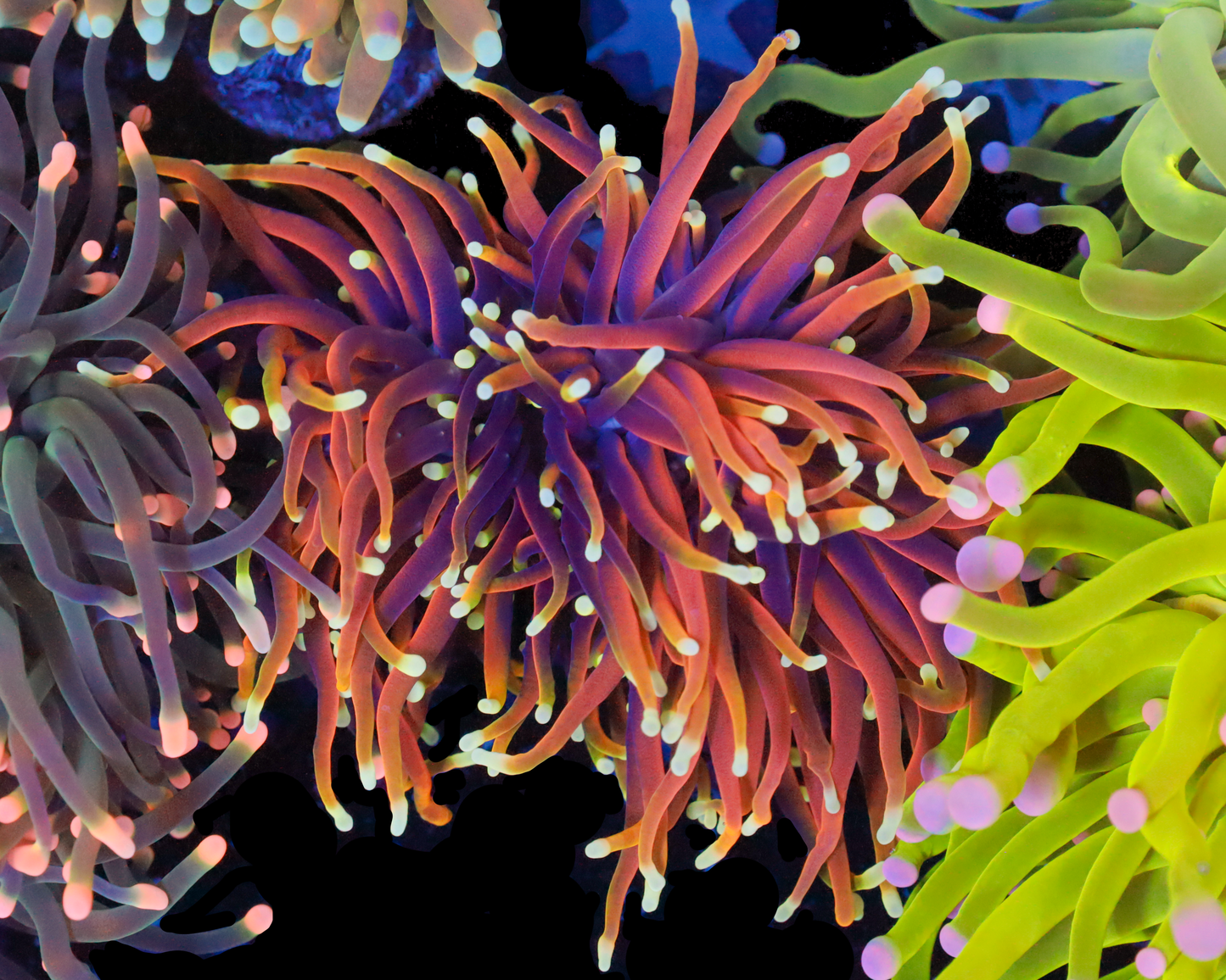 ULTRA INDO GOLD TORCH