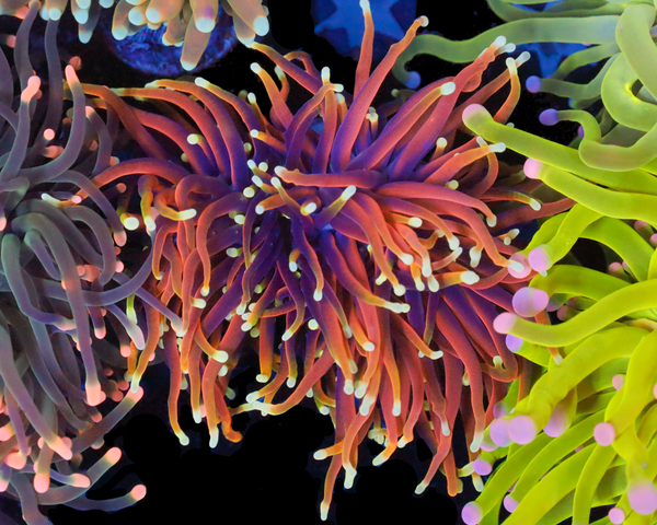 ULTRA INDO GOLD TORCH