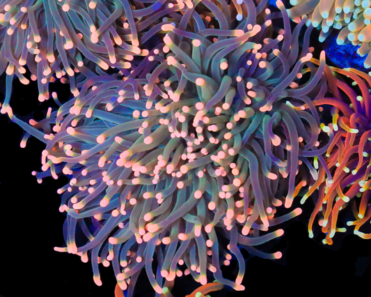 PEACH TIP TORCH CHUNKY