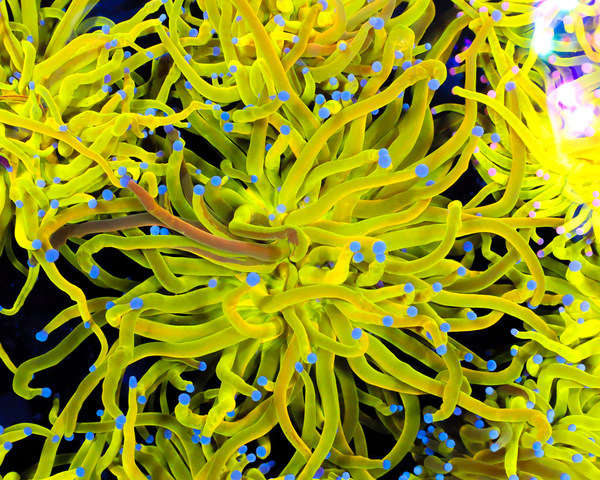 ULTRA GRAFTED HOLY GRAIL TORCH