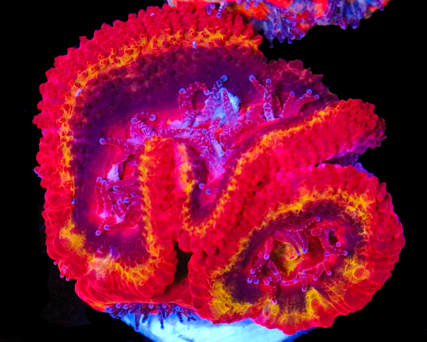 818'S BLACK HOLE SUN ACANS