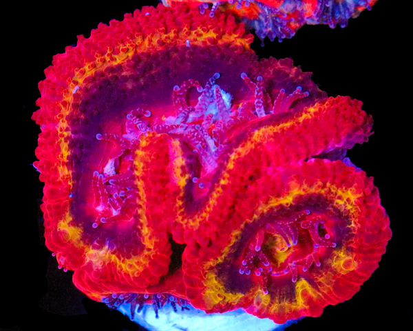 818'S BLACK HOLE SUN ACANS