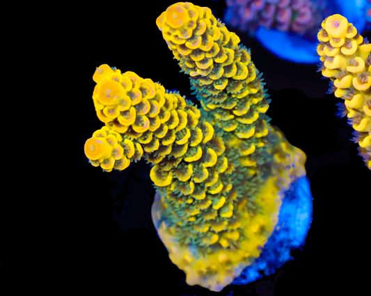 818'S PINEAPPLE SPLICE CHUNKY