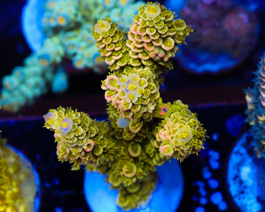 818'S TROPIC THUNDER TENUIS CHUNKY