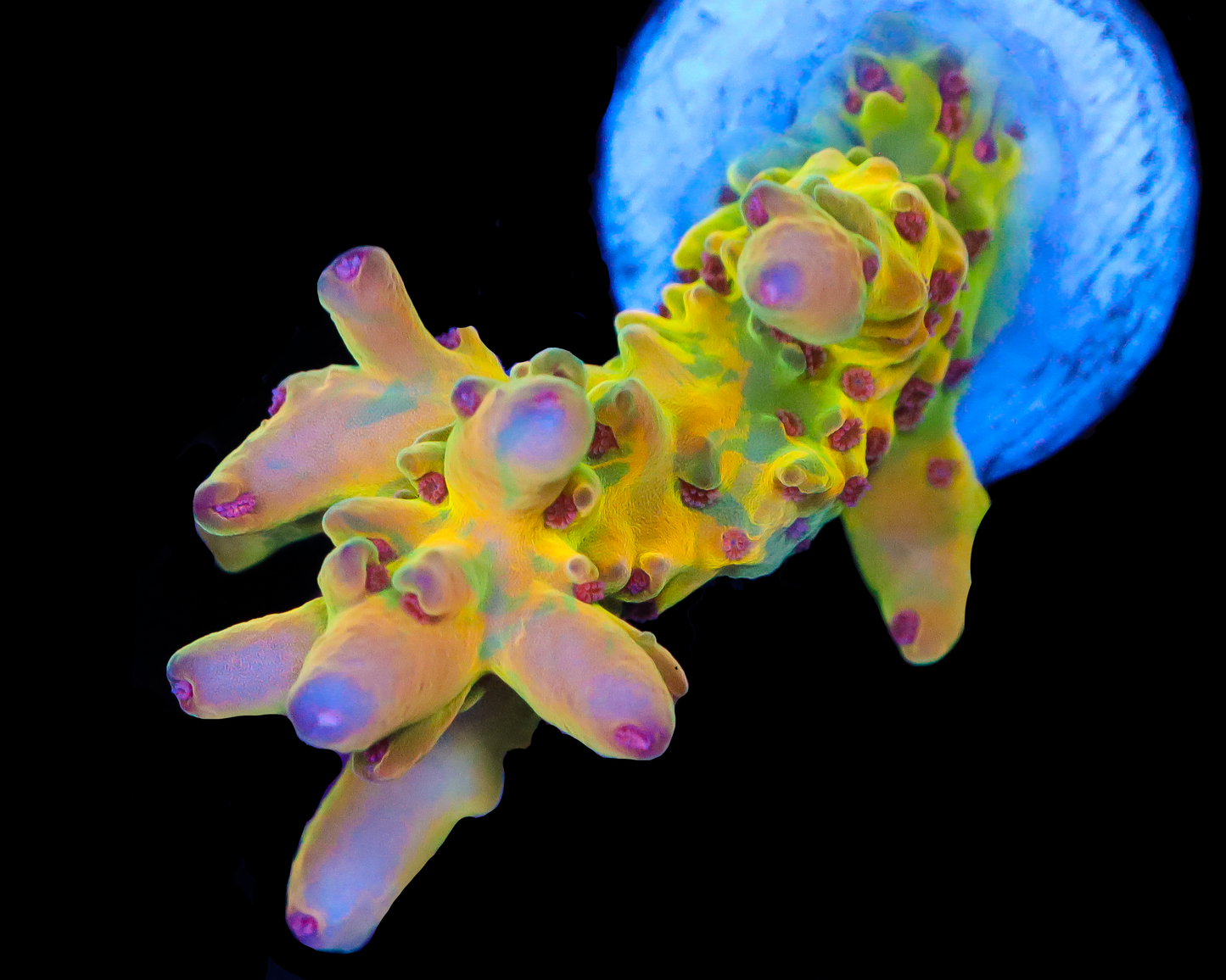 818'S PSYCLONE LOKANI