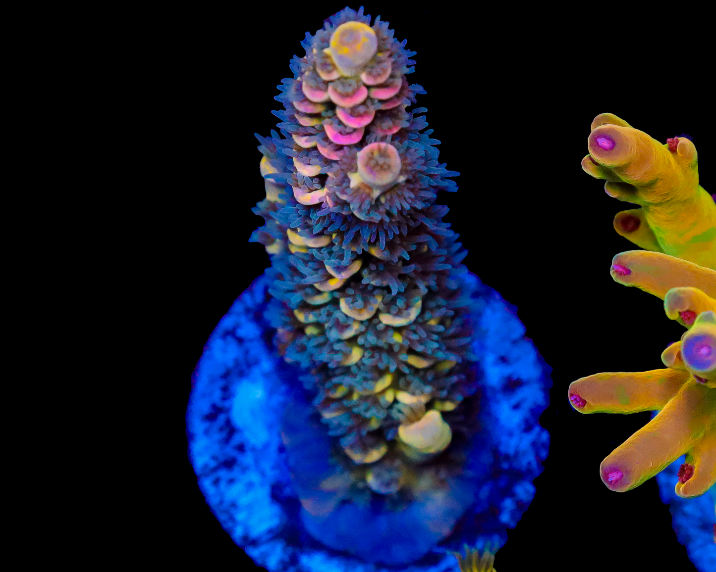 818'S WTF TENUIS 4 COLOR GRAFTED