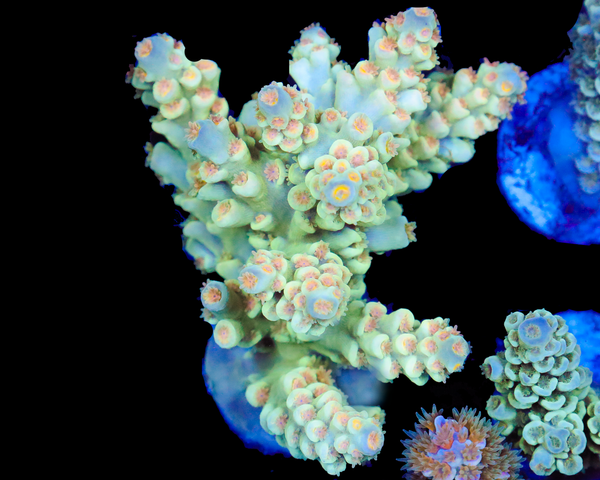 818'S 5TH ELEMENT TENUIS CHUNKY