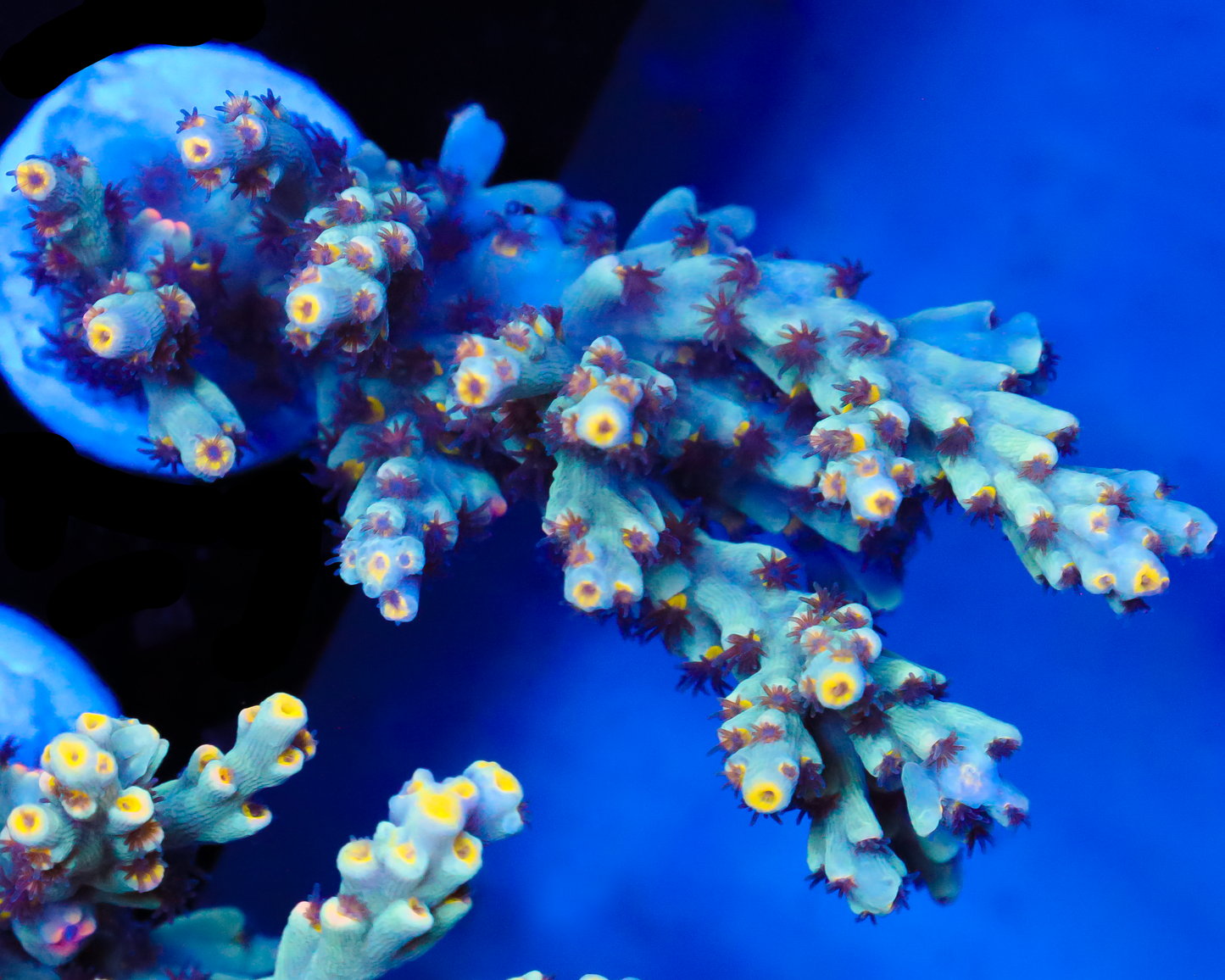 818'S SPECIOSA CHUNK