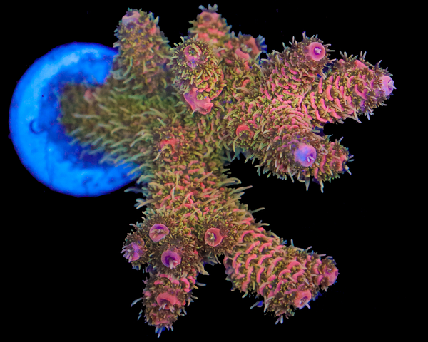 ULTRA MILLIE MINI COLONY