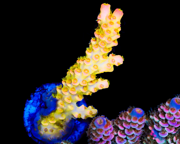 818'S PINEAPPLE EXPRESS TENUIS SUPER LIMITED