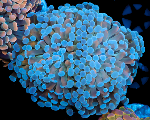 818'S TIGER LILLY BRANCHING HAMMER