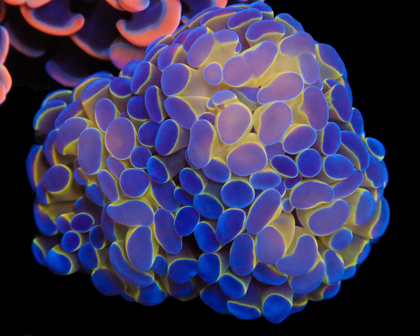 AQUACULTURED HOLOGRAM BRANCHING HAMMER