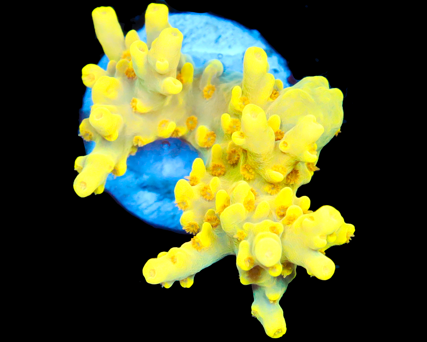 818'S BUMBLEBEE SMOOTHSKIN