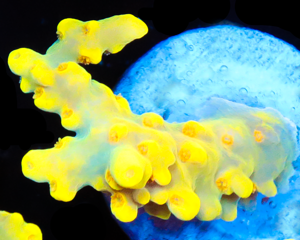 818'S BUMBLEBEE SMOOTHSKIN