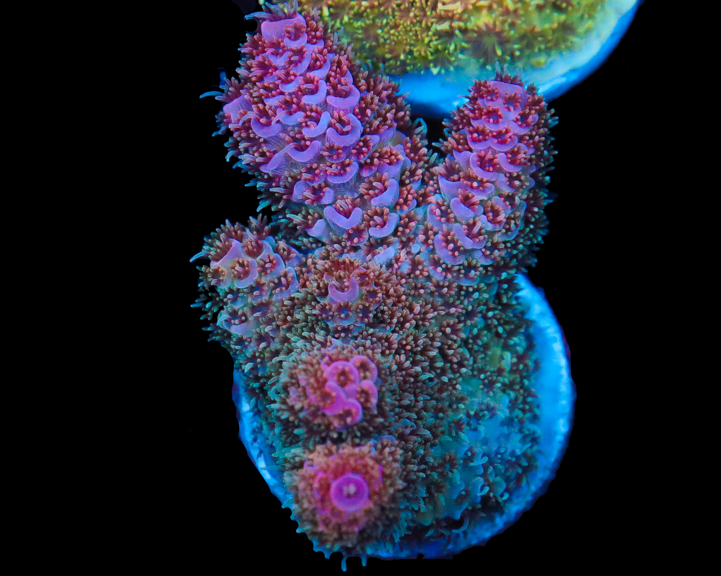 818'S GRAPE CRUNCH ACRO