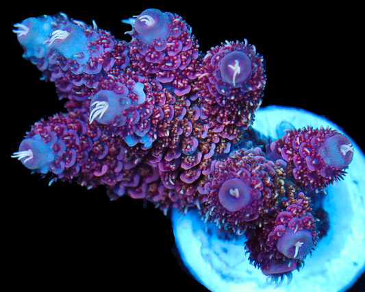 818'S NIGHT RIDER MILLIE