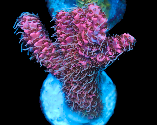 818'S LOVE POTION MILLIE