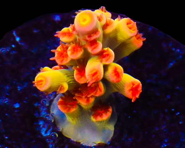 818'S TEARJERKER SPECIOSA AQUACULTURED EXTREMELY LIMITED