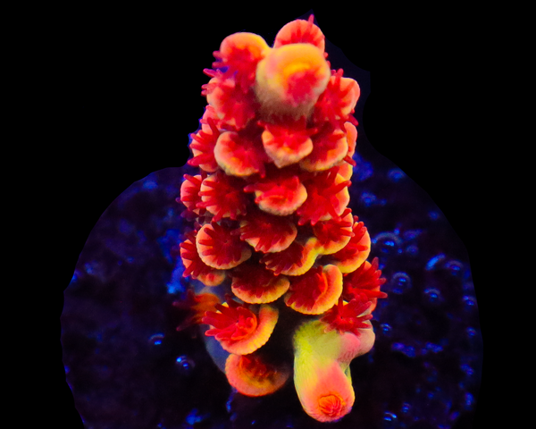 818'S TEARJERKER SPECIOSA AQUACULTURED EXTREMELY LIMITED