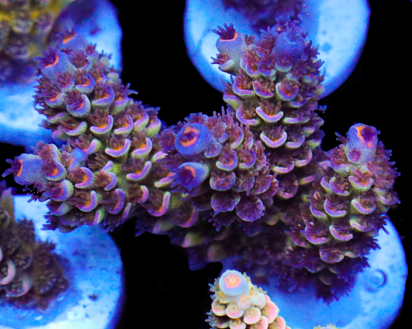 818'S SPACE MOUNTAIN TENUIS