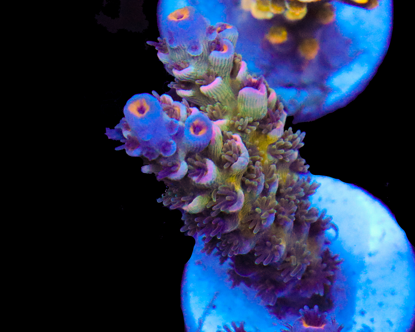 818'S MINTBERRY TENUIS