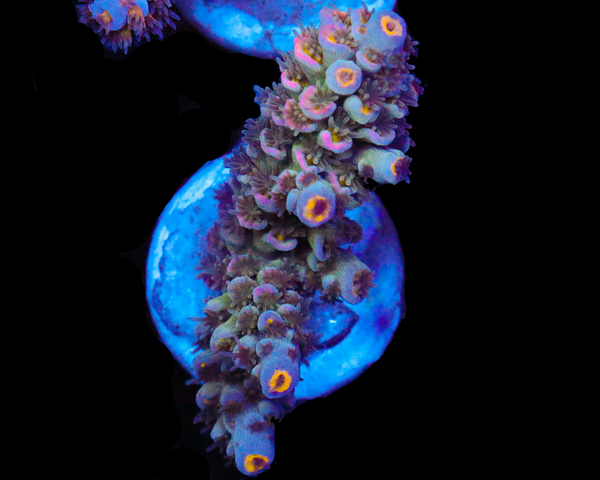 818'S TUTTI FRUTTI TENUIS