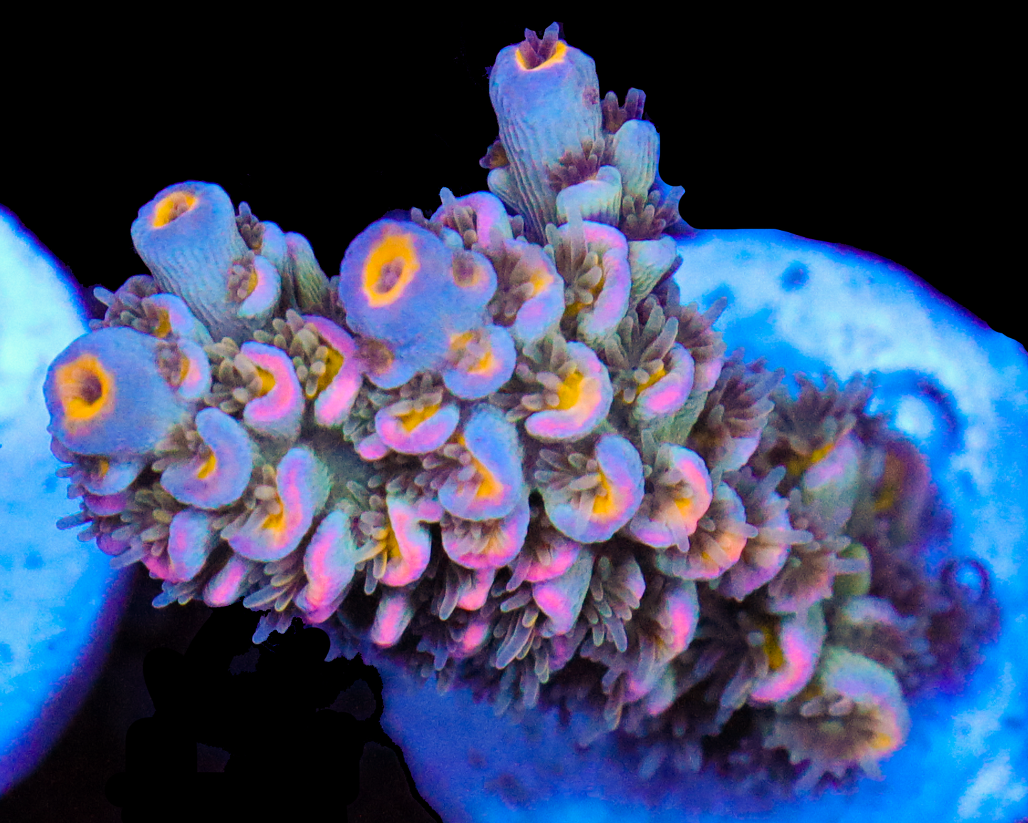 818'S TUTTI FRUTTI TENUIS