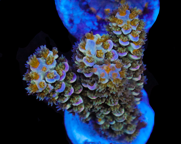 818'S SPACE MOUNTAIN TENUIS