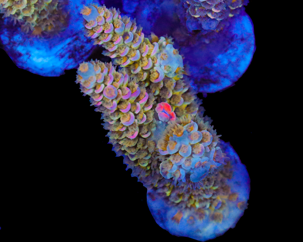 818'S MARS ATTACKS TENUIS CHUNK