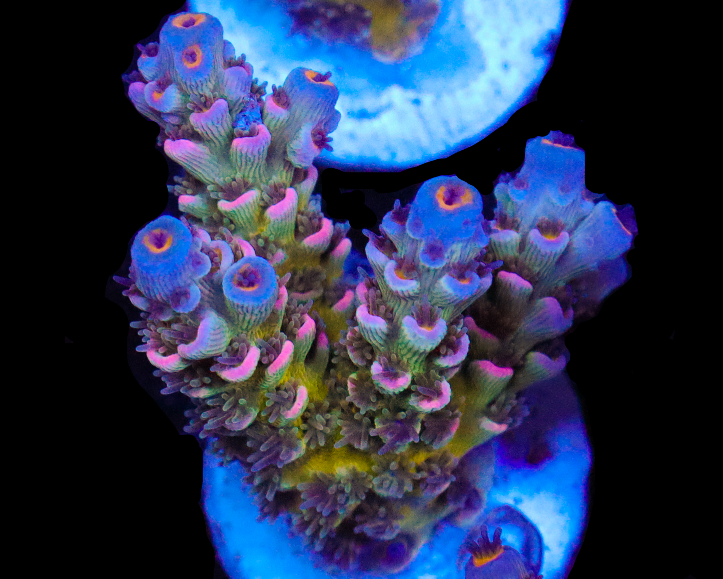 818'S MINTBERRY TENUIS