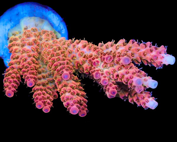 818'S ULTRA TABLE ACRO