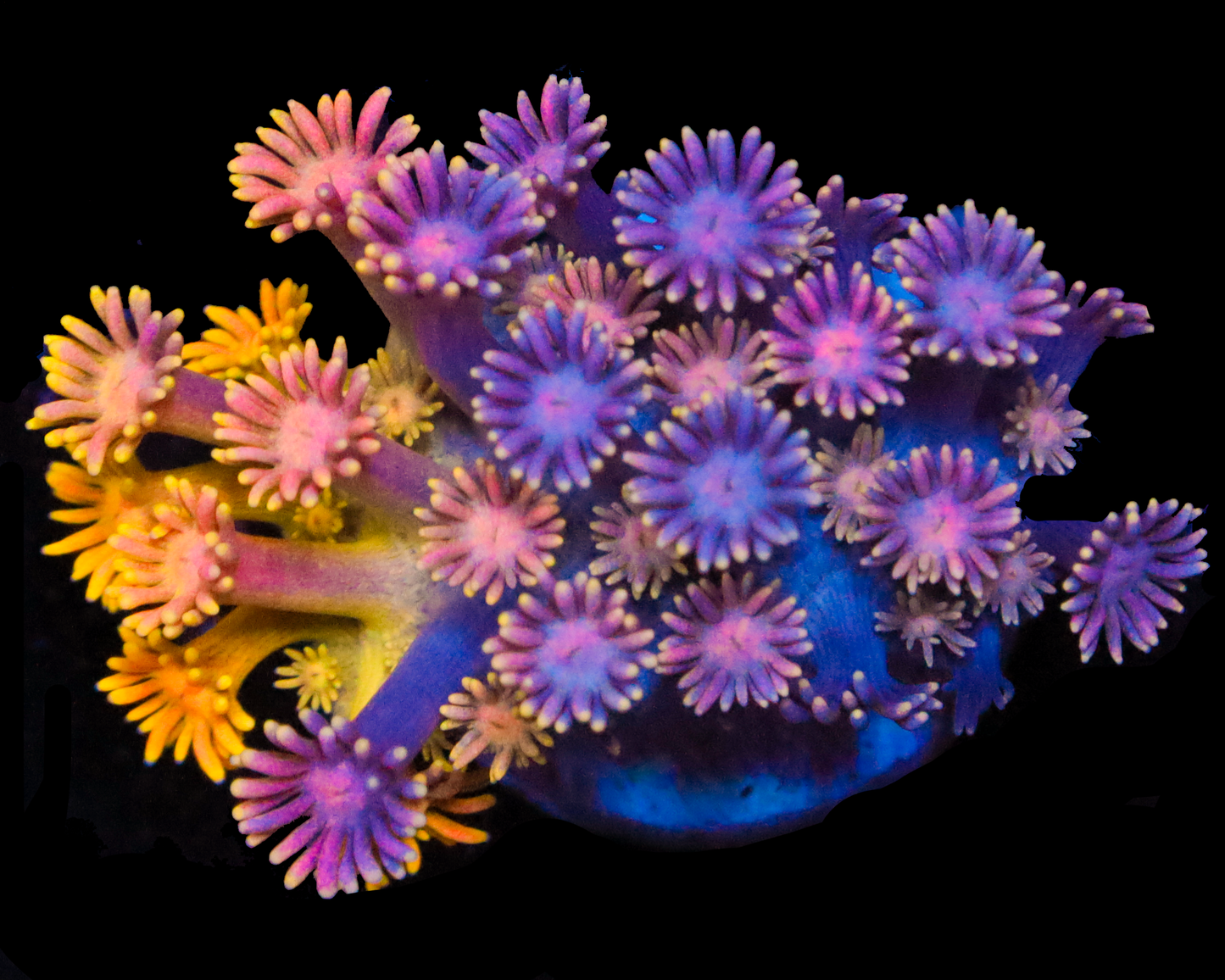 818'S PURPLE STICKY PUNCH GONI