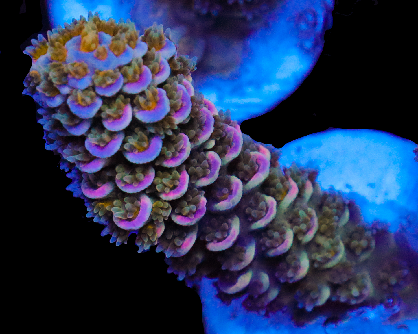 818'S BLIND MELON TENUIS