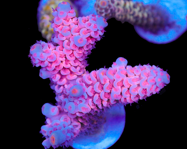 818'S PINK FLAMINGO TENUIS CHUNK