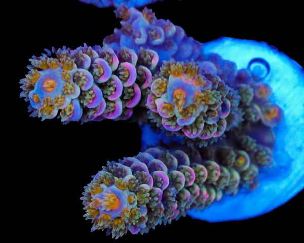 818'S BLIND MELON TENUIS