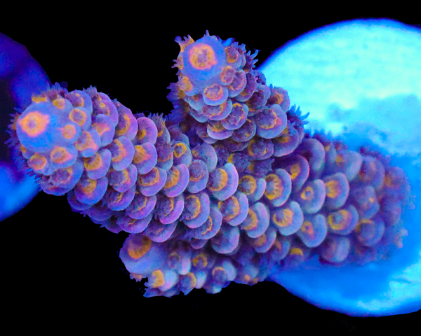 818'S BURNING FLAME TENUIS