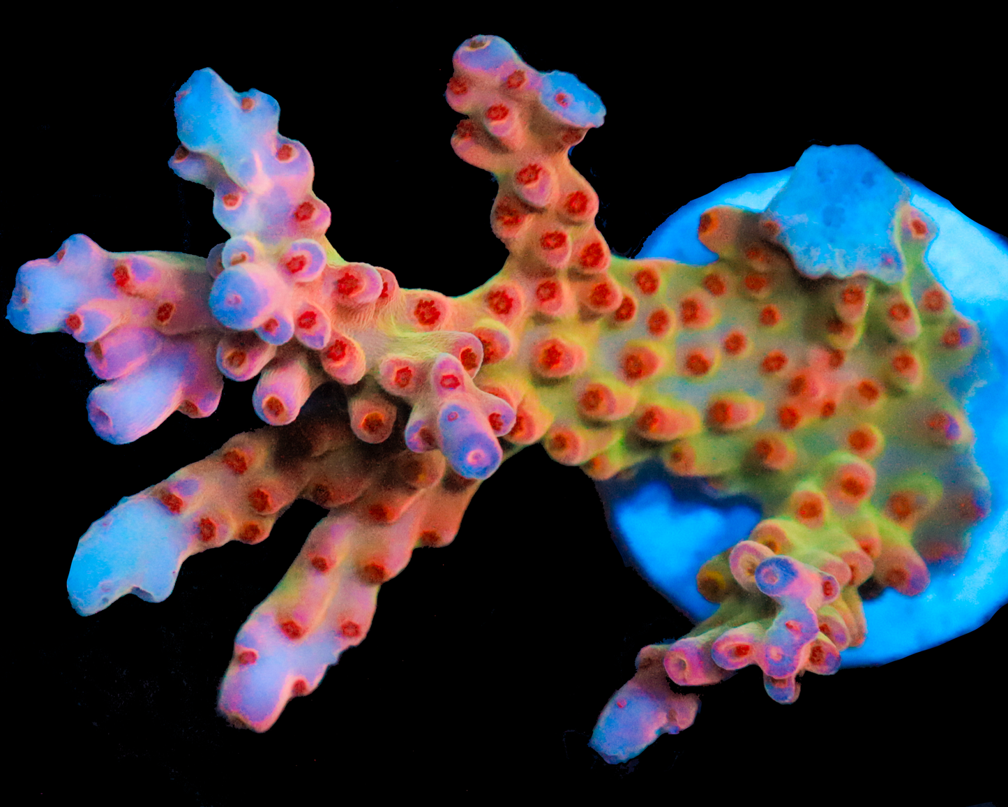 818'S SCREAMIN DEMON MALAYSIAN SMOOTHSKIN