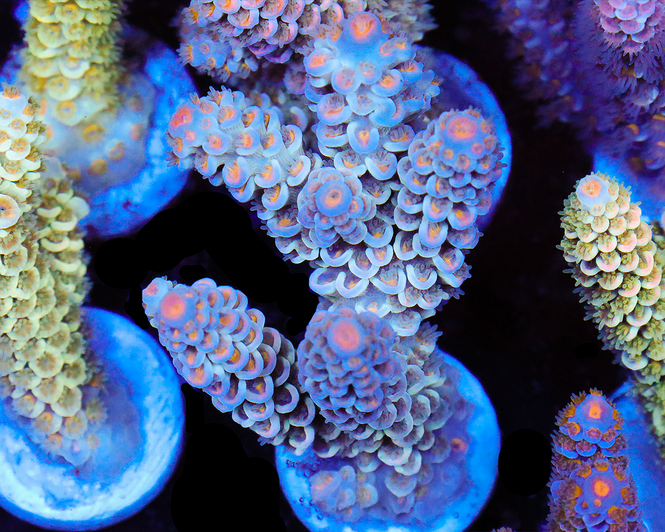 818'S DRY ICE TENUIS CHUNKY