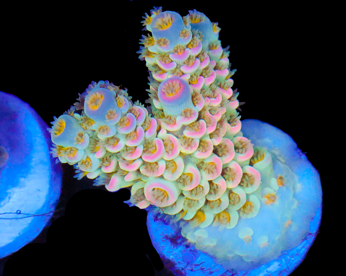 818'S JUICY FRUIT TENUIS