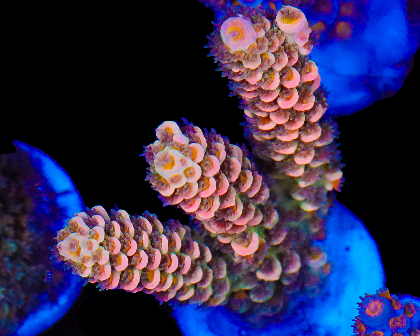 818'S STRAWBERRY SURFRIDER TENUIS