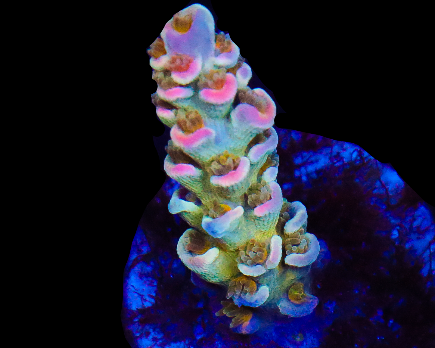 818'S SOUR BERRY TENUIS SMALL