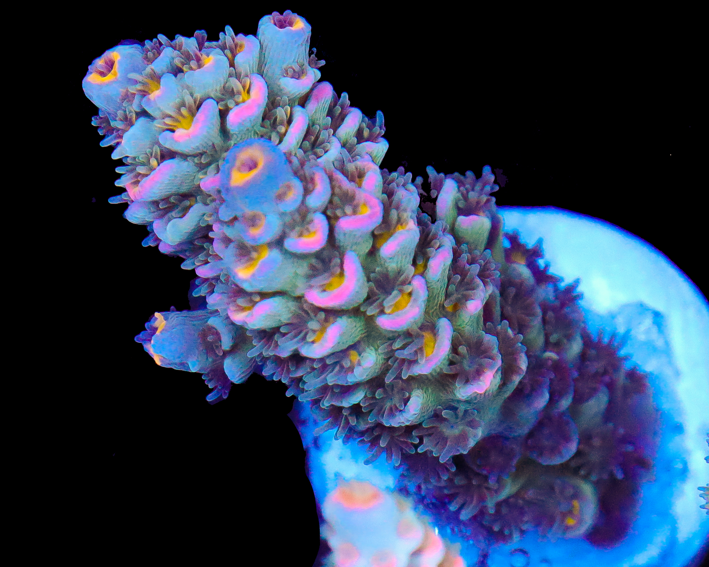 818'S TUTTI FRUTTI TENUIS