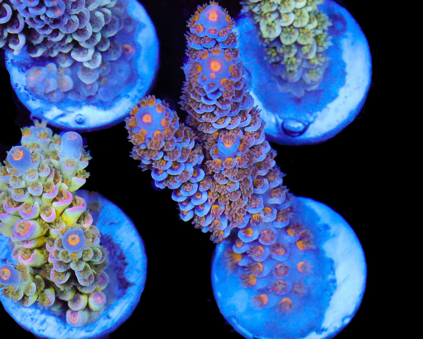 818'S HYPNOTIC TENUIS