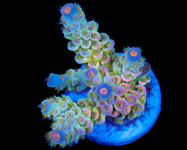 818'S SIERRA MIST TENUIS