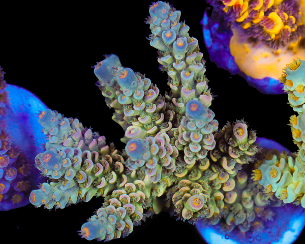 NEW RELEASE TENUIS CHUNK