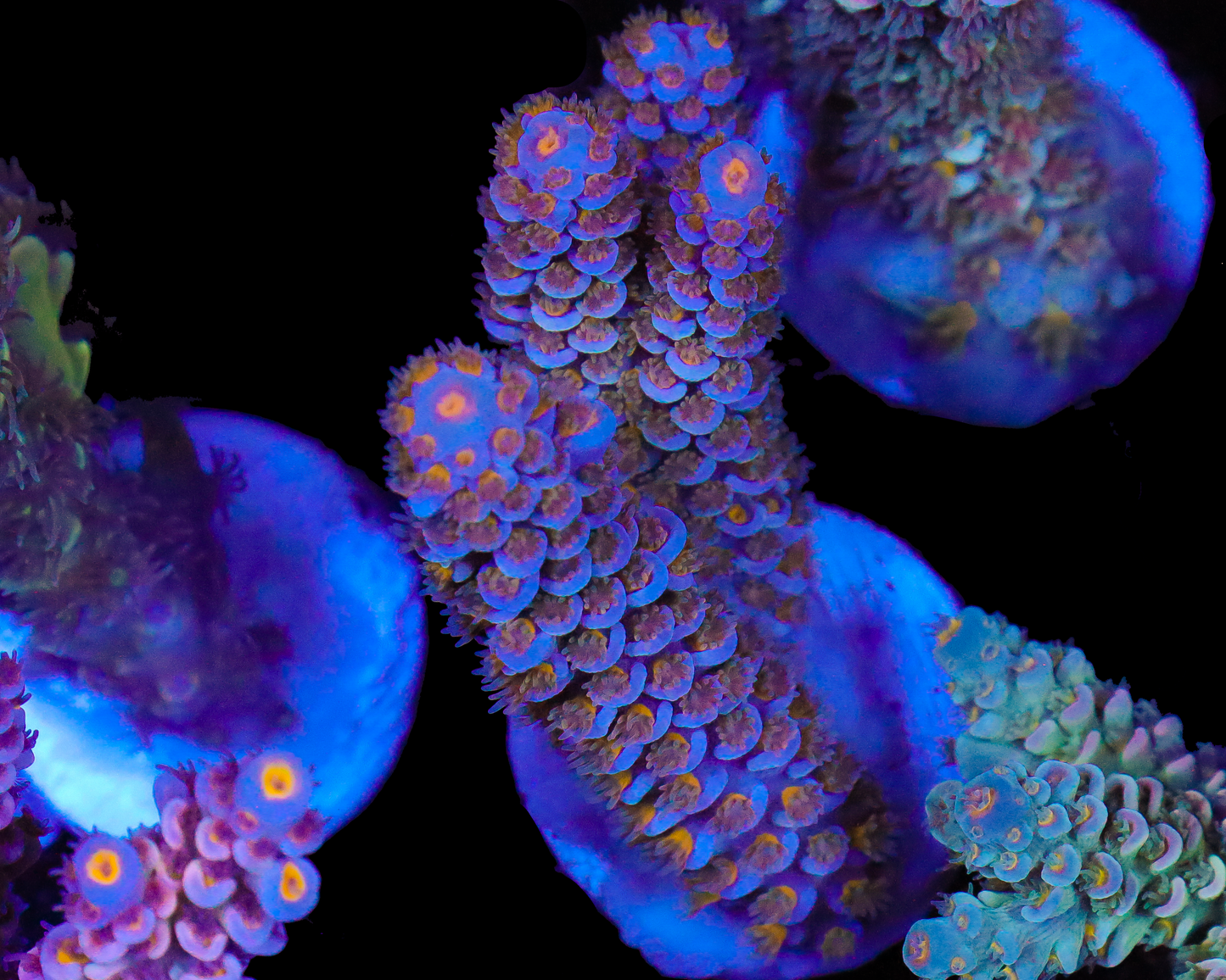 818'S HYPNOTIC TENUIS