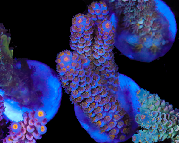 818'S HYPNOTIC TENUIS